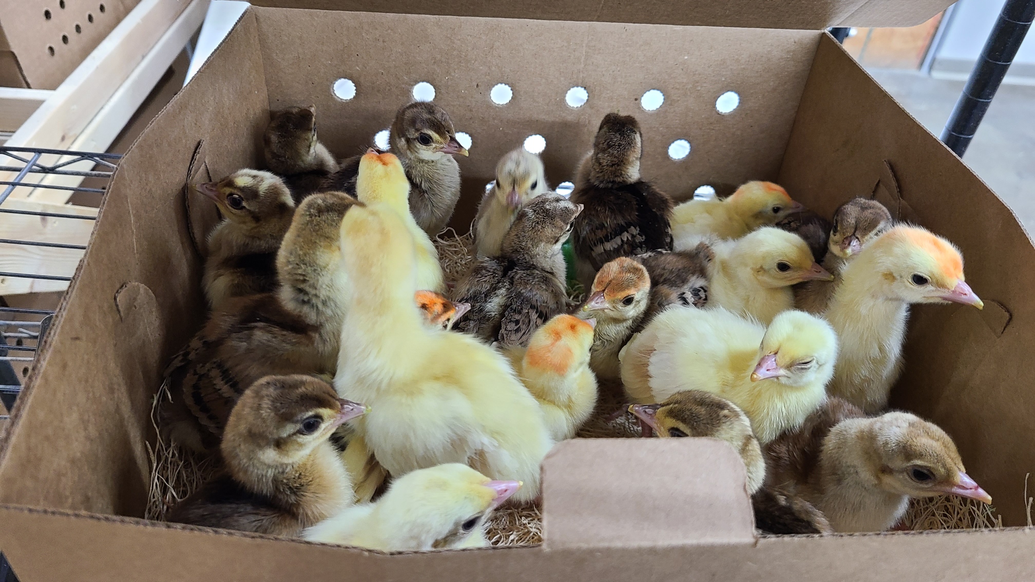 Pea Fowl