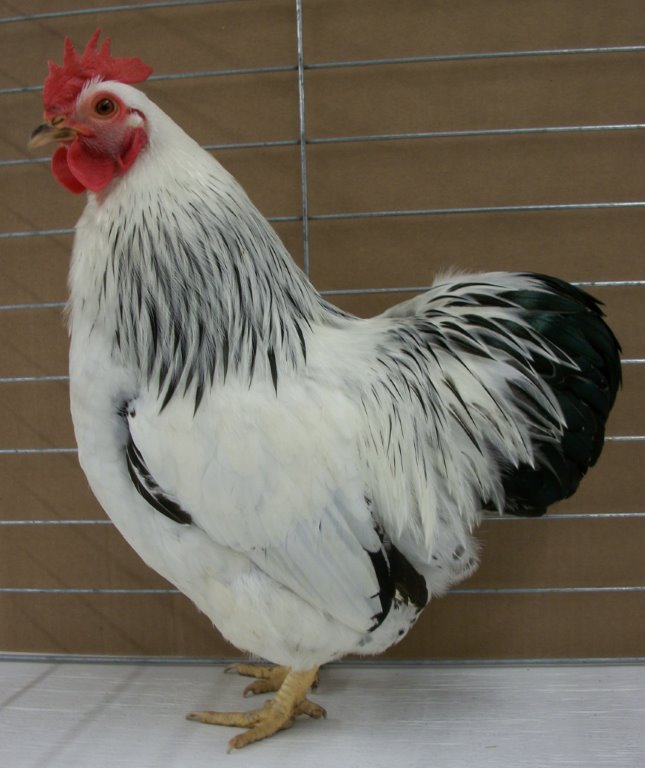 Columbian Rock Bantam Chickens for Sale Cackle Hatchery
