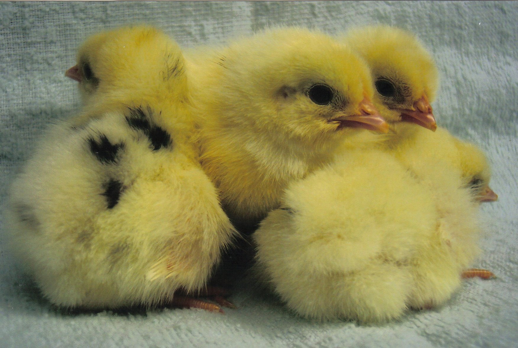 Austra White White Egg Laying Chickens for Sale Cackle Hatchery