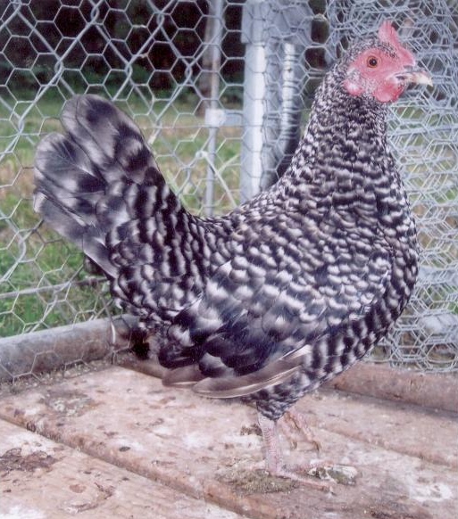 Barred Old English Bantam Chickens | Cackle Hatchery