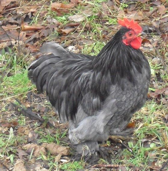 Adult chickens for sale