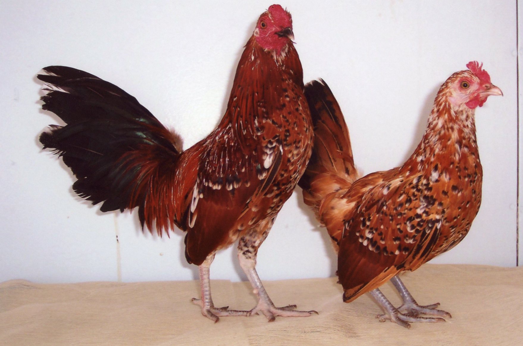 Mille Fleur Old English Game Bantam Chicks Cackle Hatchery
