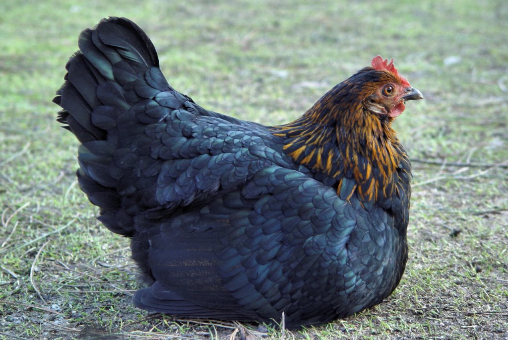 Black Sex Link Brown Egg Laying Chickens Cackle Hatchery