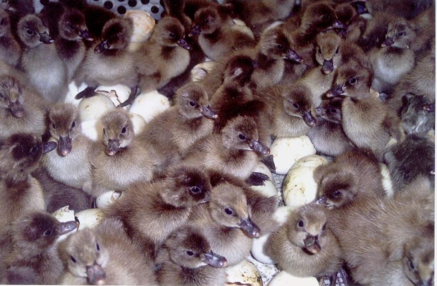 Khaki Campbell Duck for Sale Duck Hatchery Cackle Hatchery