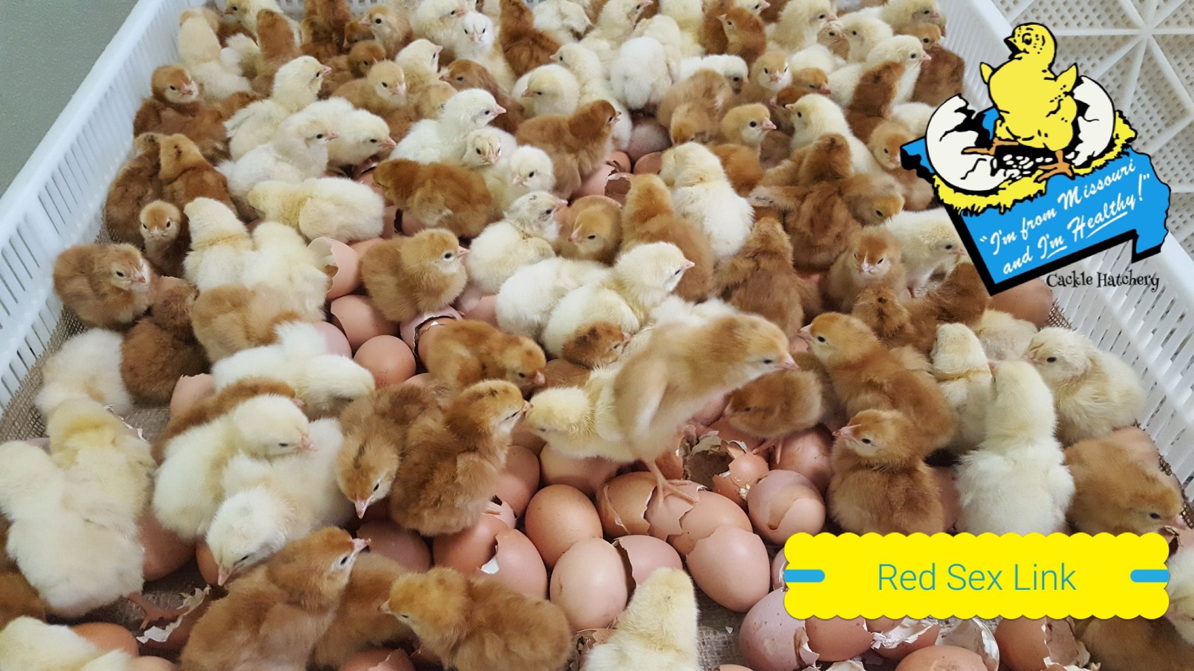 Red Sex Link Chickens For Sale Online Baby Chicks Cackle Hatchery