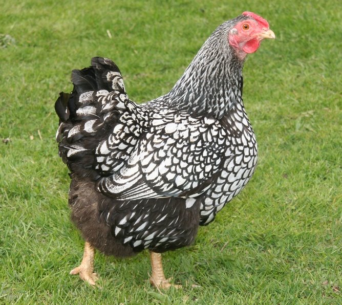 Black Laced Silver Wyandotte Chicks For Sale Cackle Hatchery