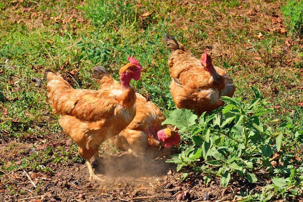 Turken Naked Neck Chicks For Sale Cackle Hatchery