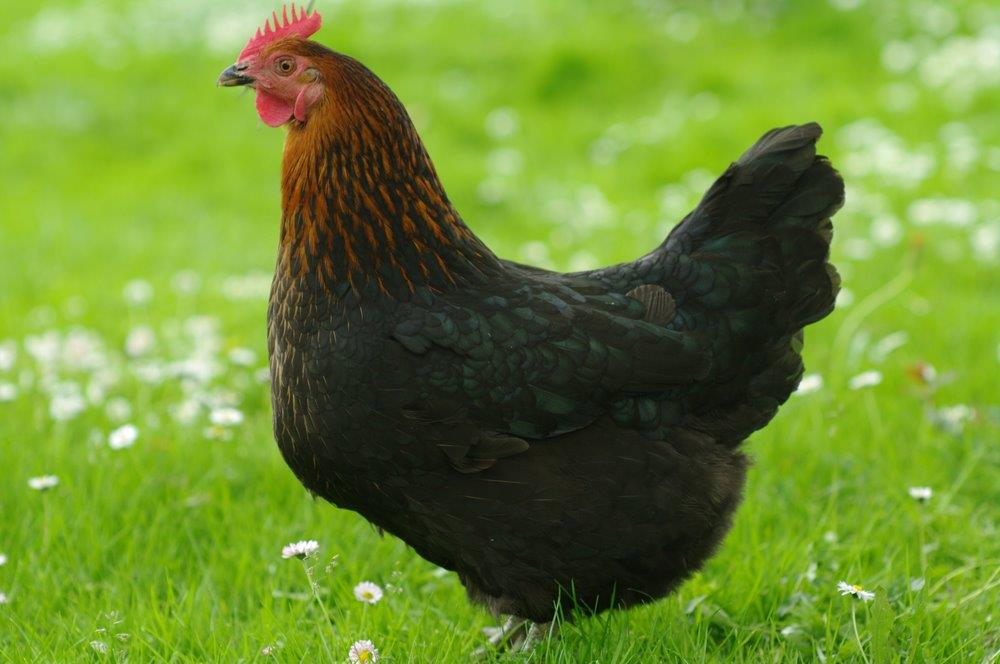 Black Sex Link Pullets 99