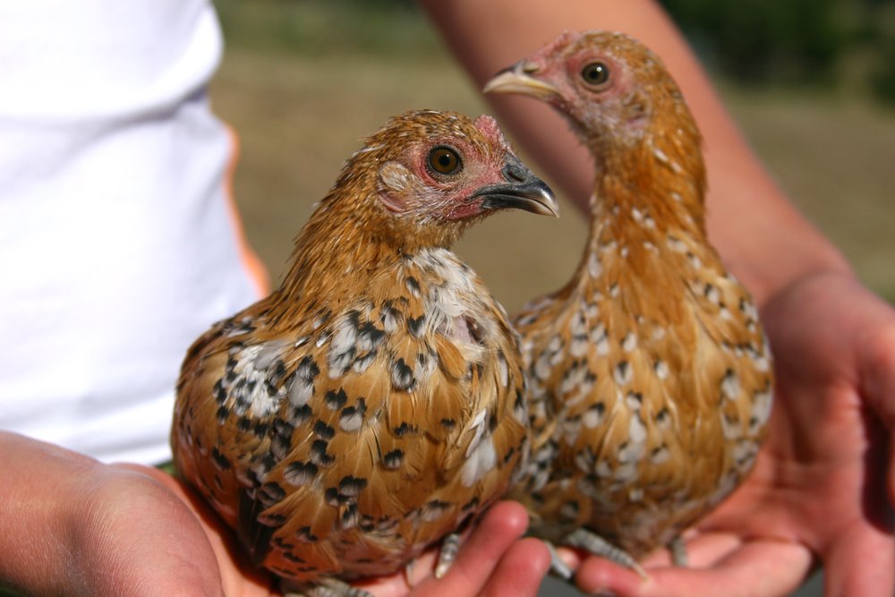 Mille Fleur Old English Game Bantam Chicks Cackle Hatchery