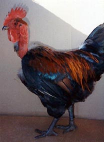 Turken Naked Neck Chicks For Sale Cackle Hatchery