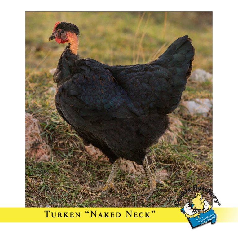 Turken Naked Neck Chicks For Sale Cackle Hatchery