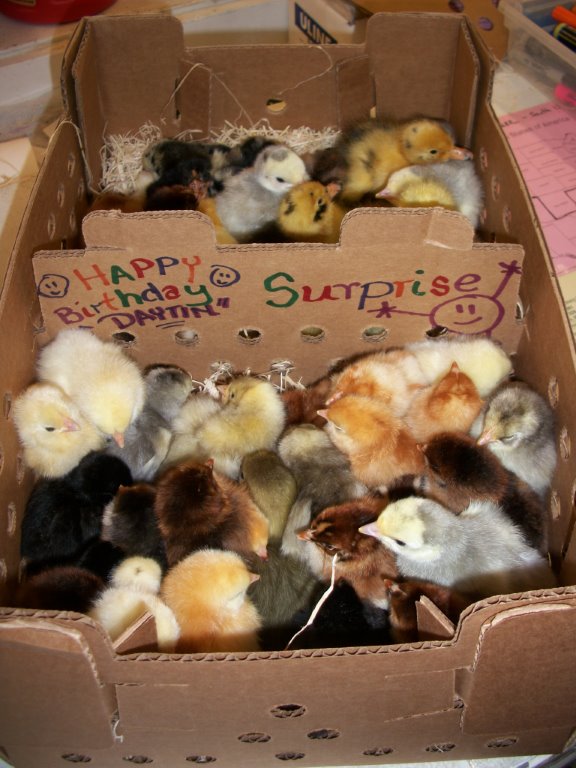 box decorated shipping chicken baby chick enlarge any gifts