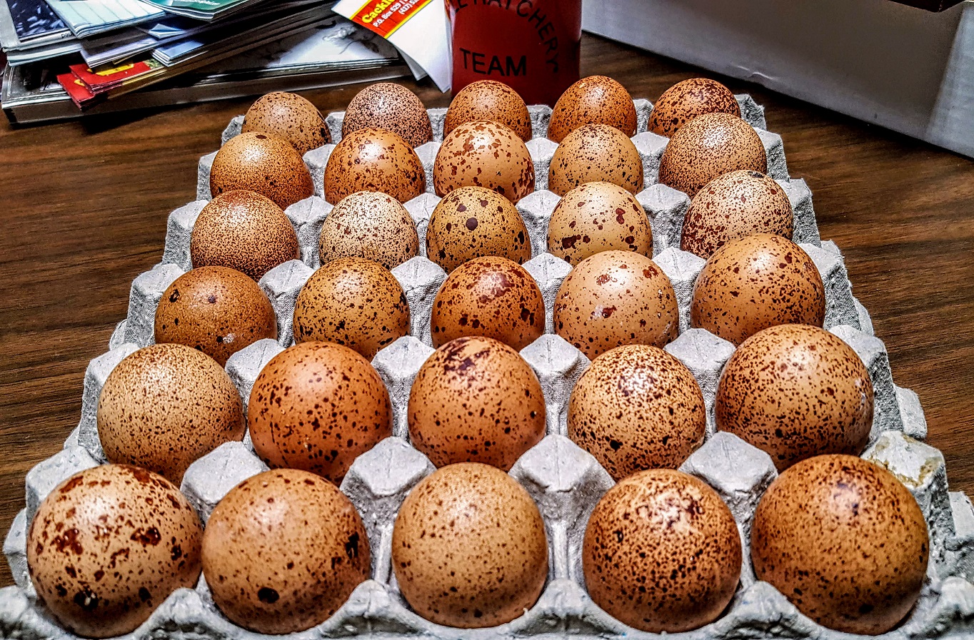 Speckled Egger™ Fertile Hatching Eggs for Sale Fresh/Fertile Eggs