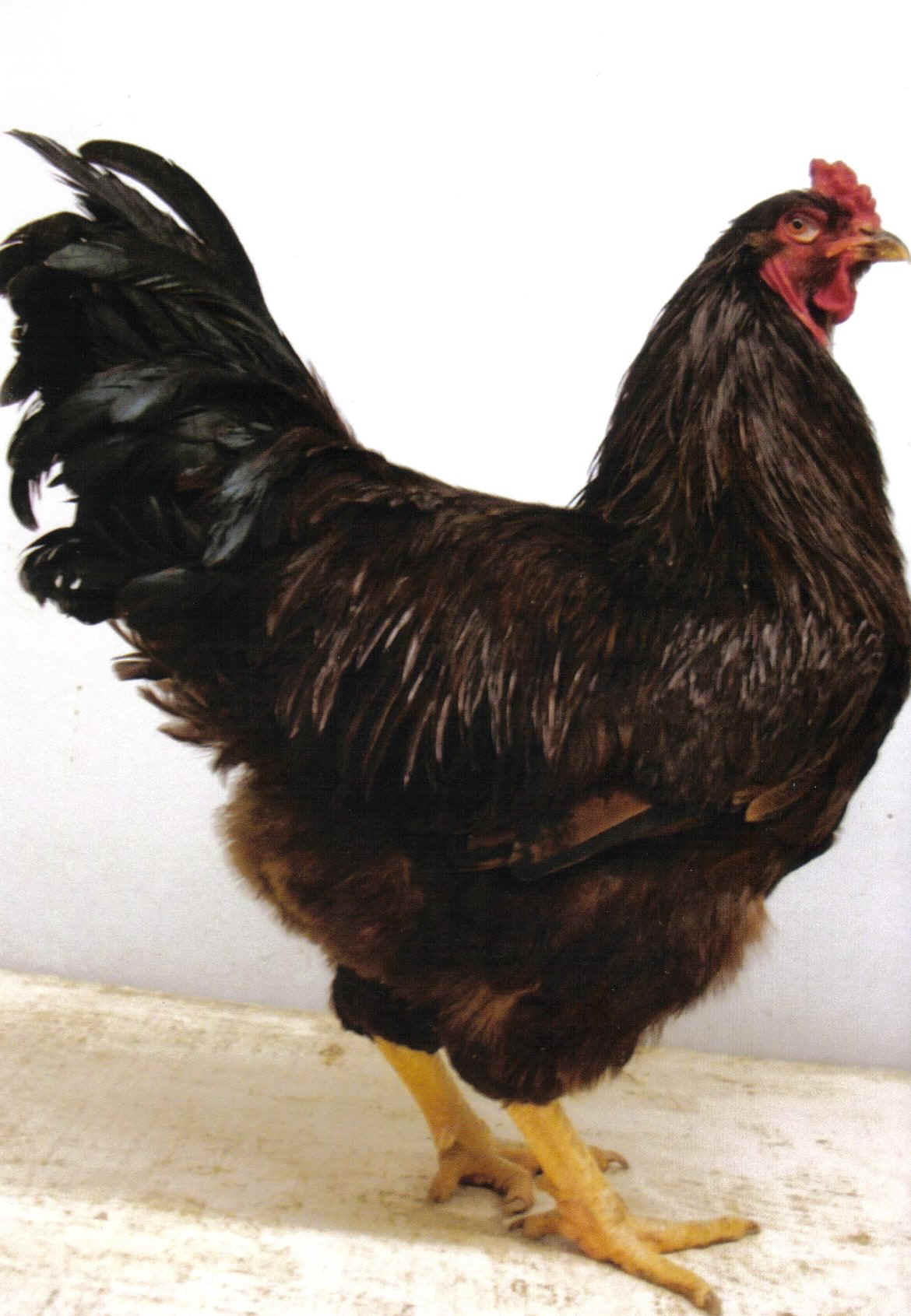 Buckeye Chicken Rooster