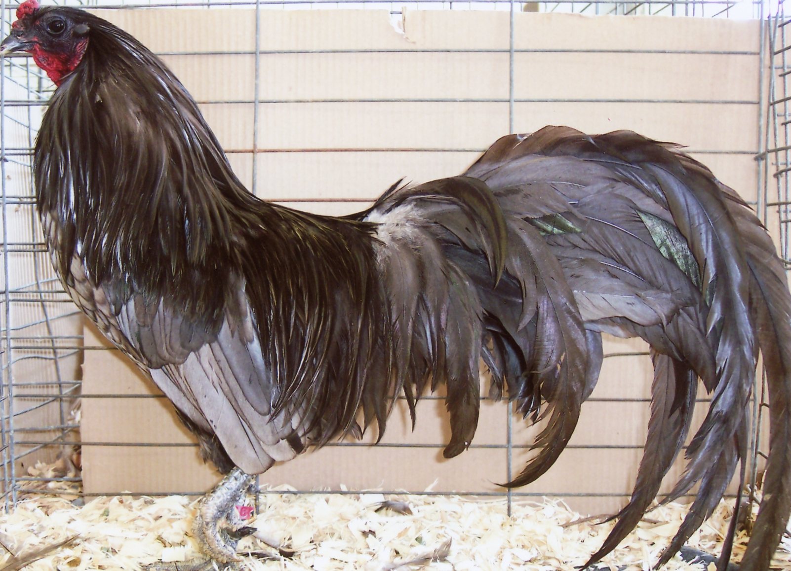Blue Sumatra Chicken : Babyfor Sale Cackle Hatchery Blue Sumatra Chicken : Babyfor Sale Cackle Hatchery
