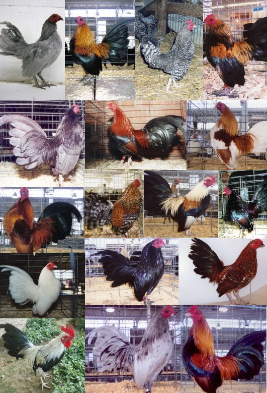Old English Game Bantam Baby Chick Special Cackle Hatchery