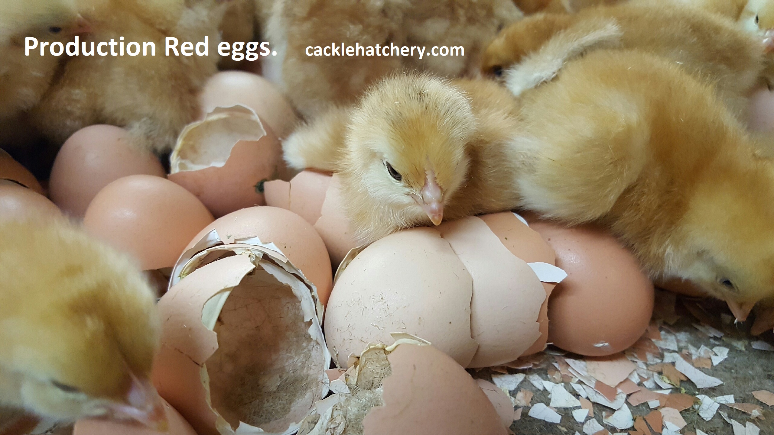 Production Red Fertile Hatching Eggs for Sale Fresh/Fertile Eggs Cackle Hatchery
