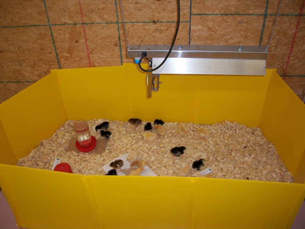Brooder Radiant Hanging Heater Cackle Hatchery
