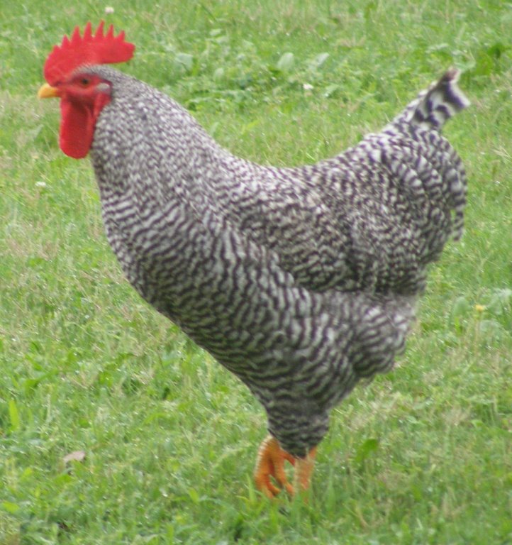 Barred Rock Chickens For Sale Cackle Hatchery
