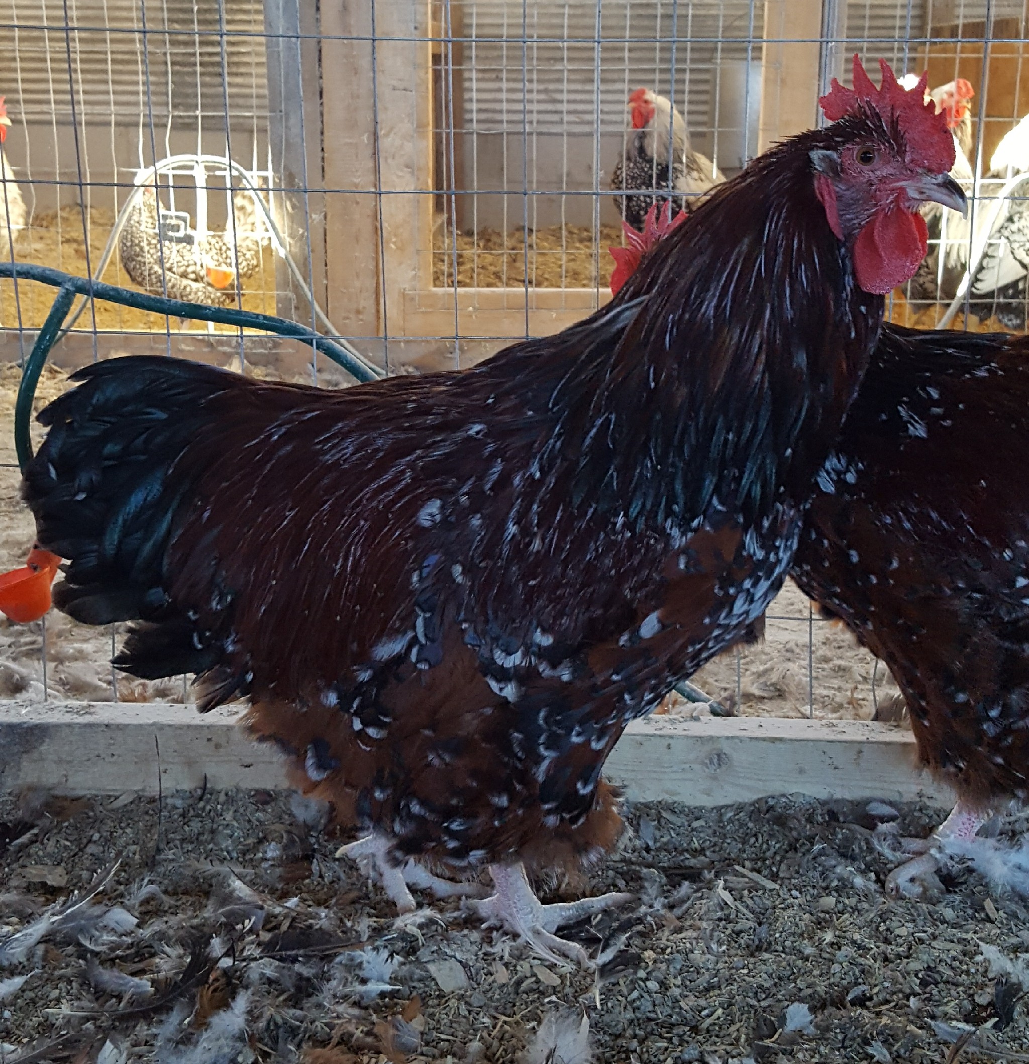 Jubilee Orpington Chicken For Sale Cackle Hatchery