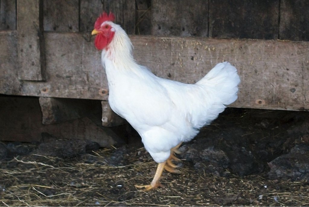Rhode Island White Chickens Baby Chicks For Sale Cackle Hatchery Rhode Island White Chickens Baby Chicks For Sale Cackle Hatchery