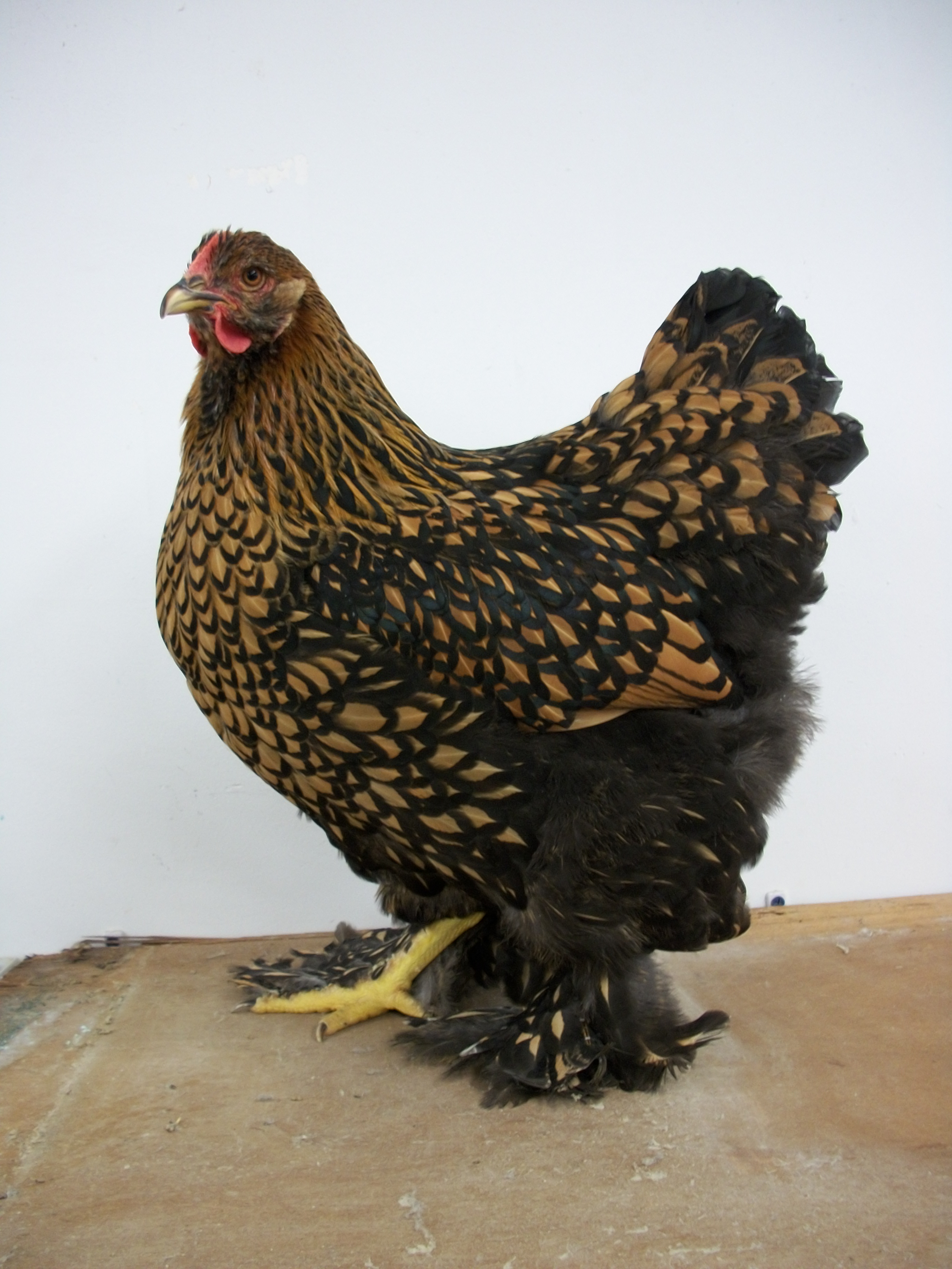 Golden Laced Cochin Standard Baby Chicks Cackle Hatchery