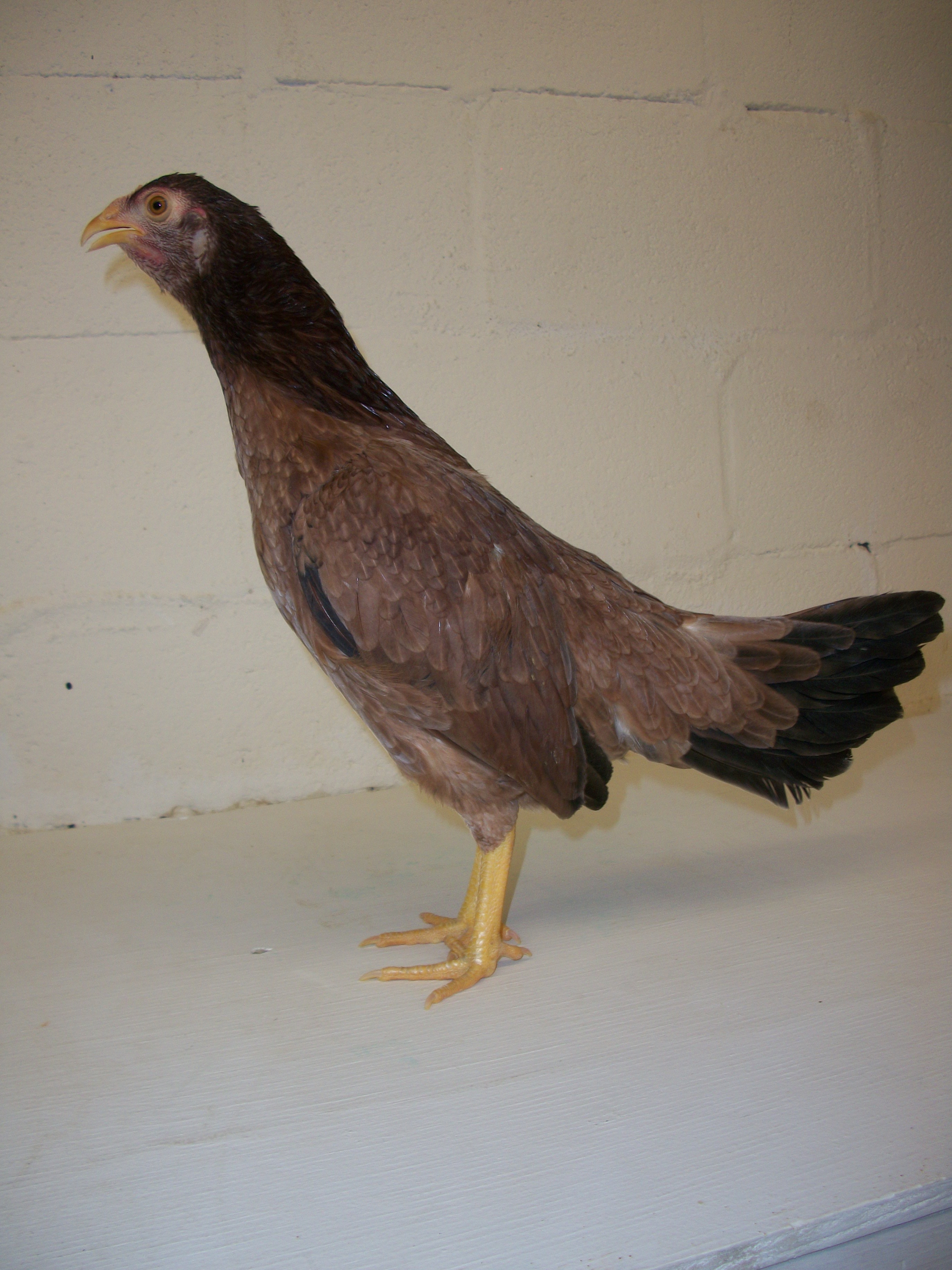 Wheaten Aseel (Asil) Chickens for Sale | Cackle Hatchery