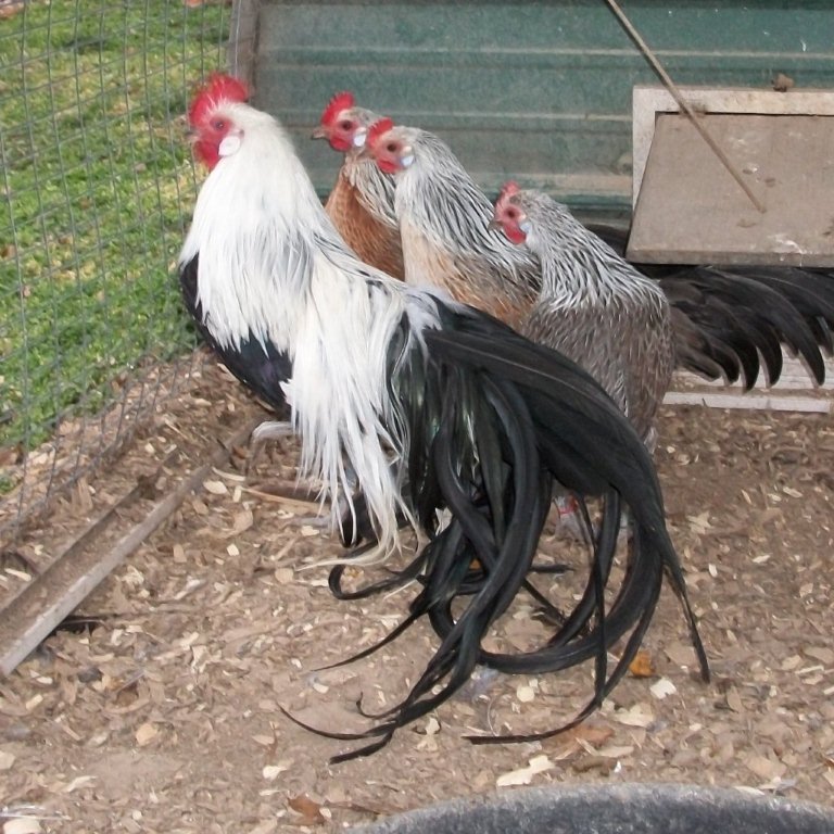 Silver Phoenix Bantam Chickens for Sale Cackle Hatchery