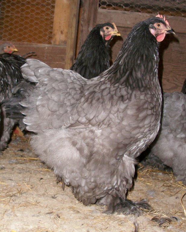 Blue Cochin Standard Baby Chicks For Sale Cackle Hatchery