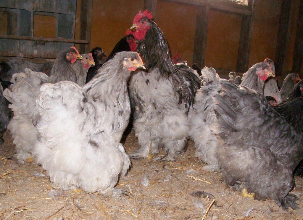 Blue Cochin Standard Baby Chicks For Sale Cackle Hatchery