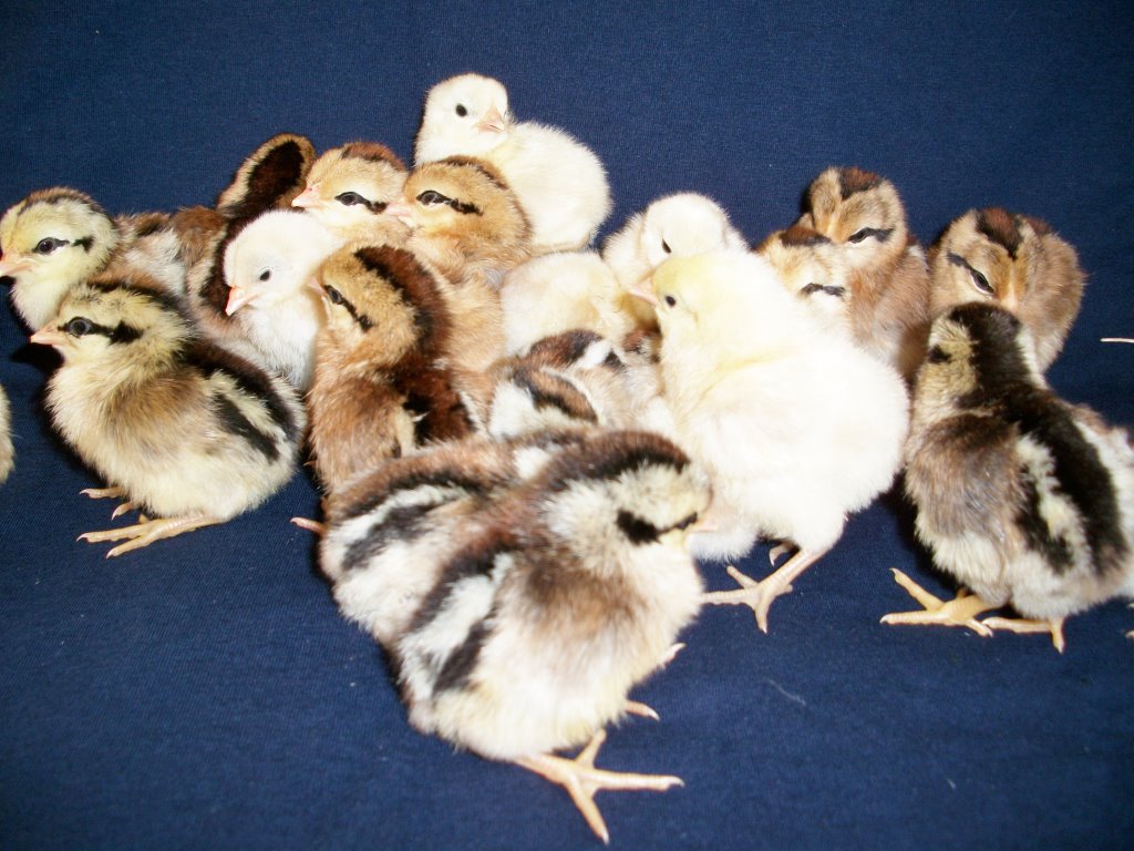 Phoenix Bantam Chicken Specials Cackle Hatchery