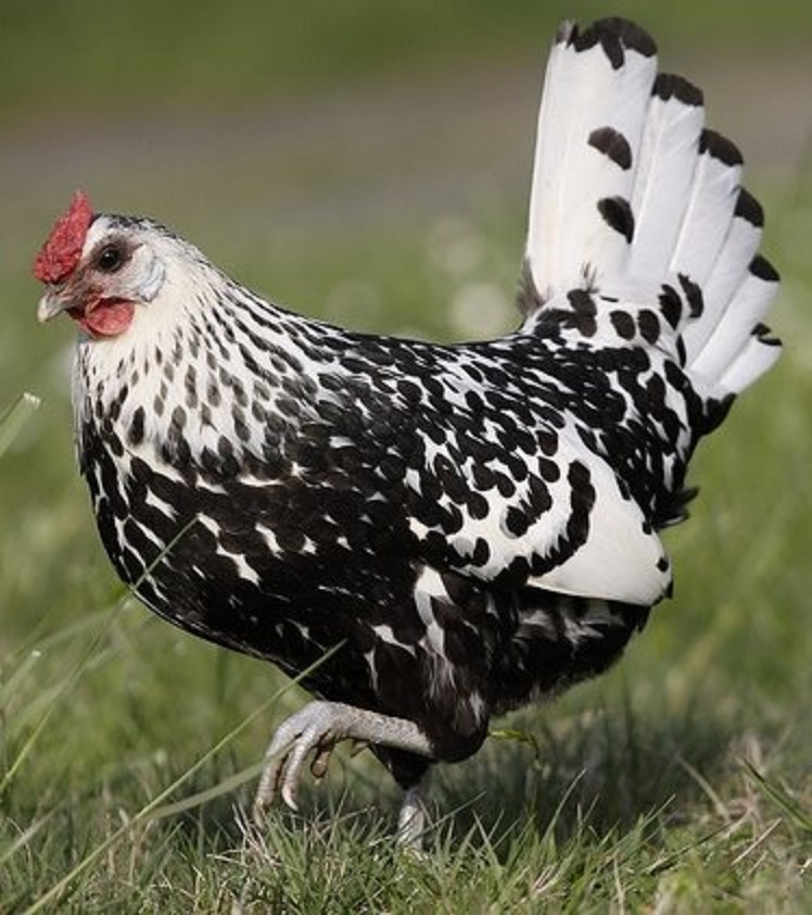 Silver Spangled Hamburg Chicken - Chicks for Sale | Cackle ...