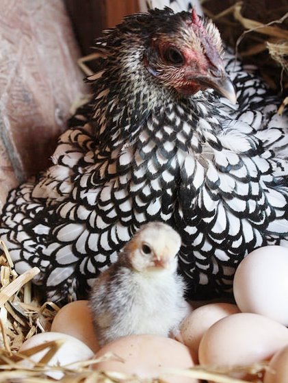 Silver Sebright Bantam Chicks for Sale | Cackle Hatchery
