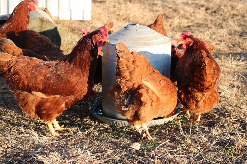 sagittas chickens
