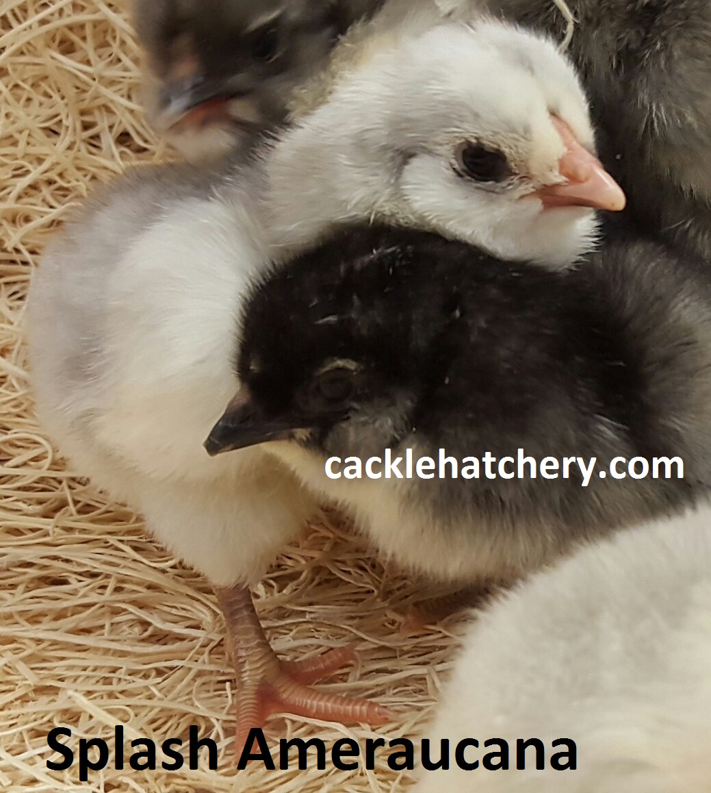 Splash Ameraucana Chicken For Sale Cackle Hatchery