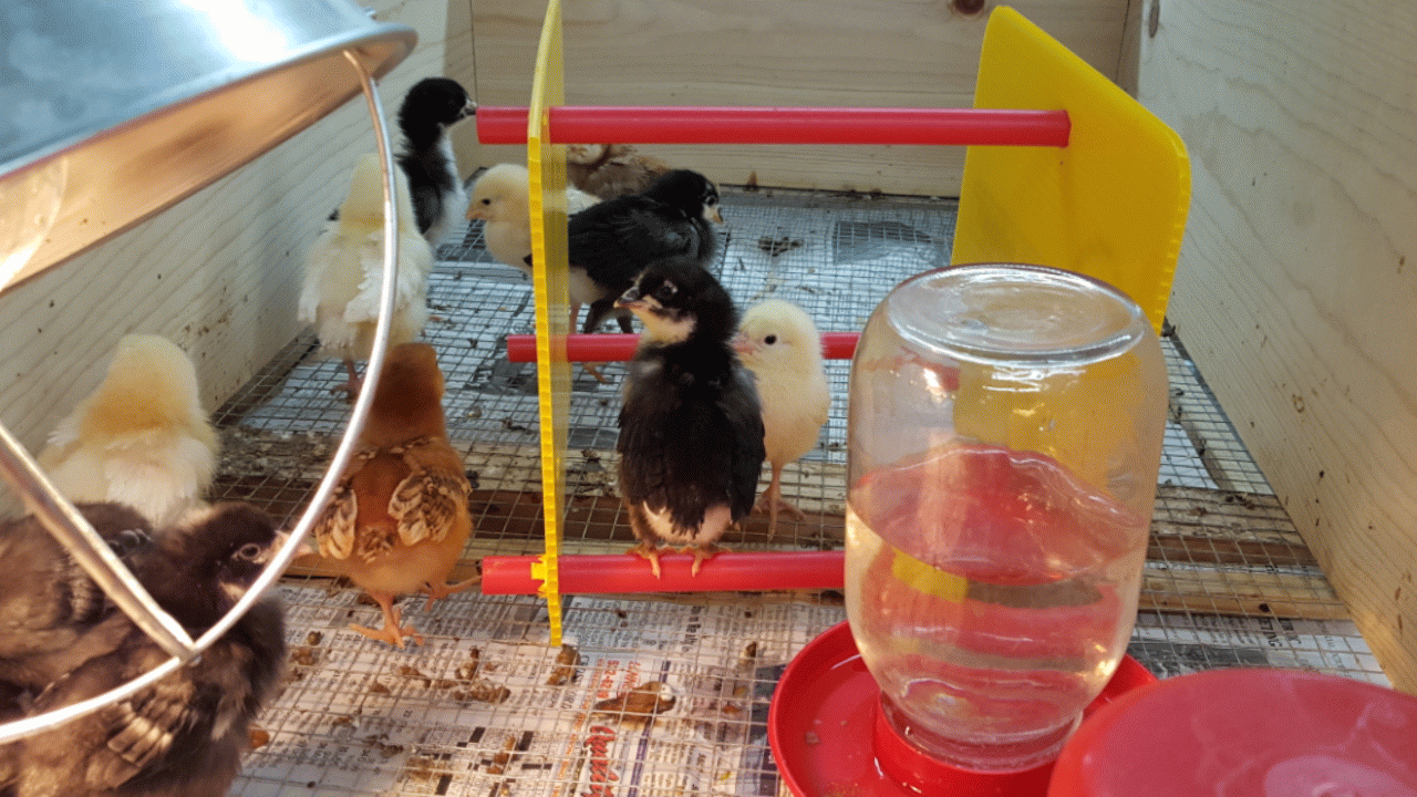 Roost Boost® Baby Chick Roosting Cackle Hatchery®