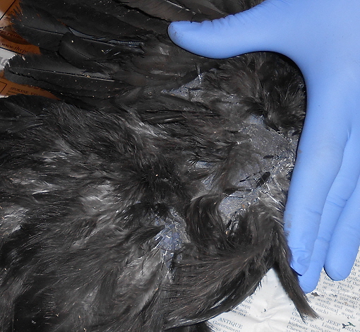 Download Ayam Cemani Eggs For Sale Australia PNG