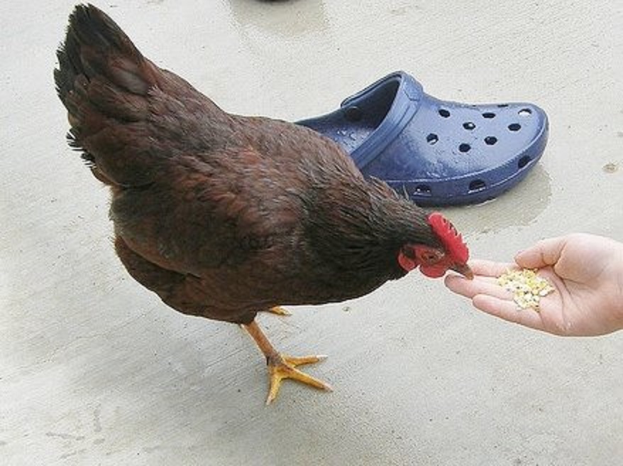 Rhode Island Red Bantam Chicks for Sale Cackle Hatchery