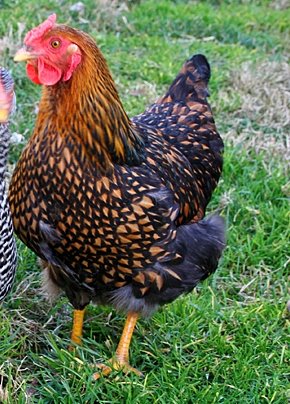 Black Laced Golden Wyandotte Baby Chicks For Sale | Cackle Hatchery