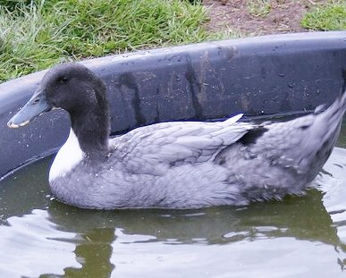 Blue Swedish Ducks : Ducklings for Sale | Cackle Hatchery