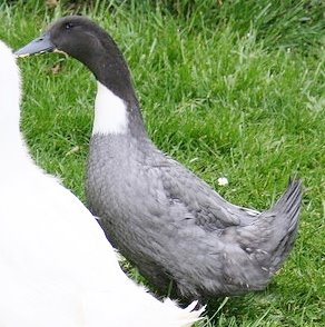 Blue Swedish Ducks : Ducklings for Sale | Cackle Hatchery
