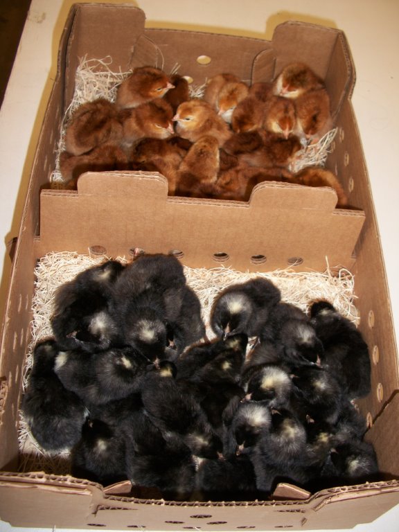 Two Breed Heavy Pullet Hatchery Special Cackle Hatchery