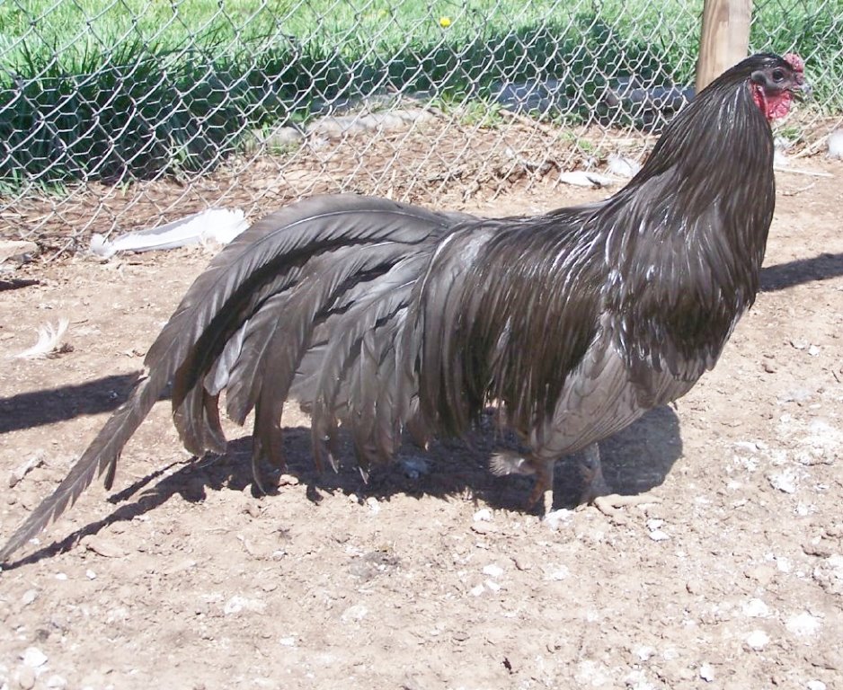 sumatra chicks sumatra chicks