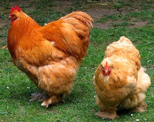 Buff Cochins - Baby Chicks for Sale Online Cackle Hatchery
