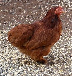 Bantam Pullet Deal 5 Baby Chicks Cackle Hatchery