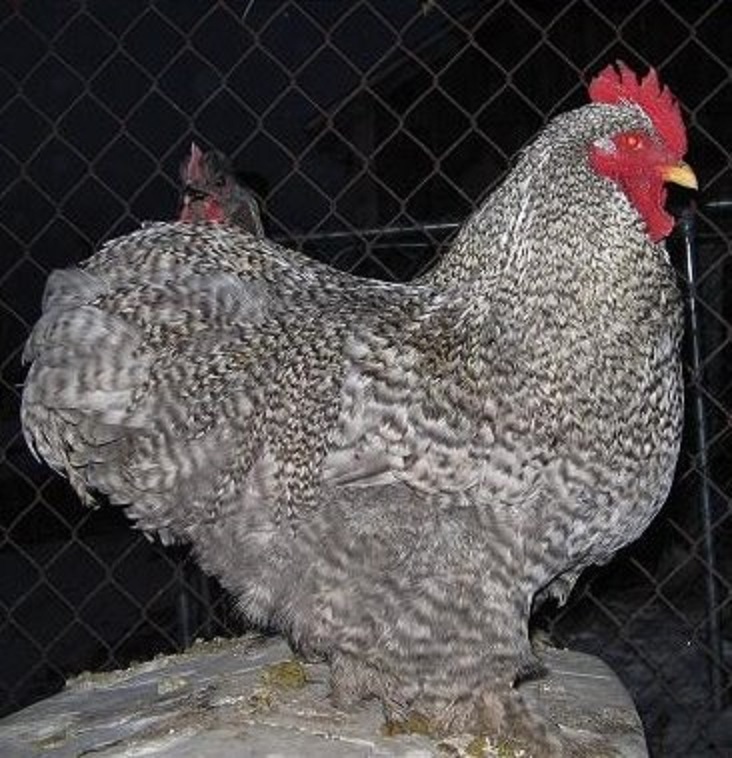 Barred Cochin Bantam Chickens for Sale | Cackle Hatchery