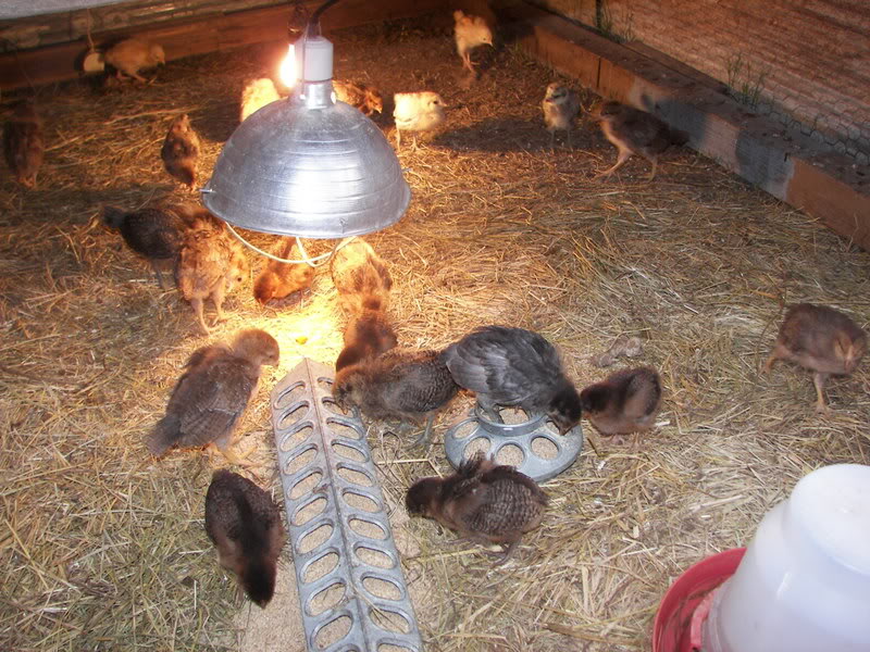 Chicken Brooder Lamp HeavyDuty Cackle Hatchery
