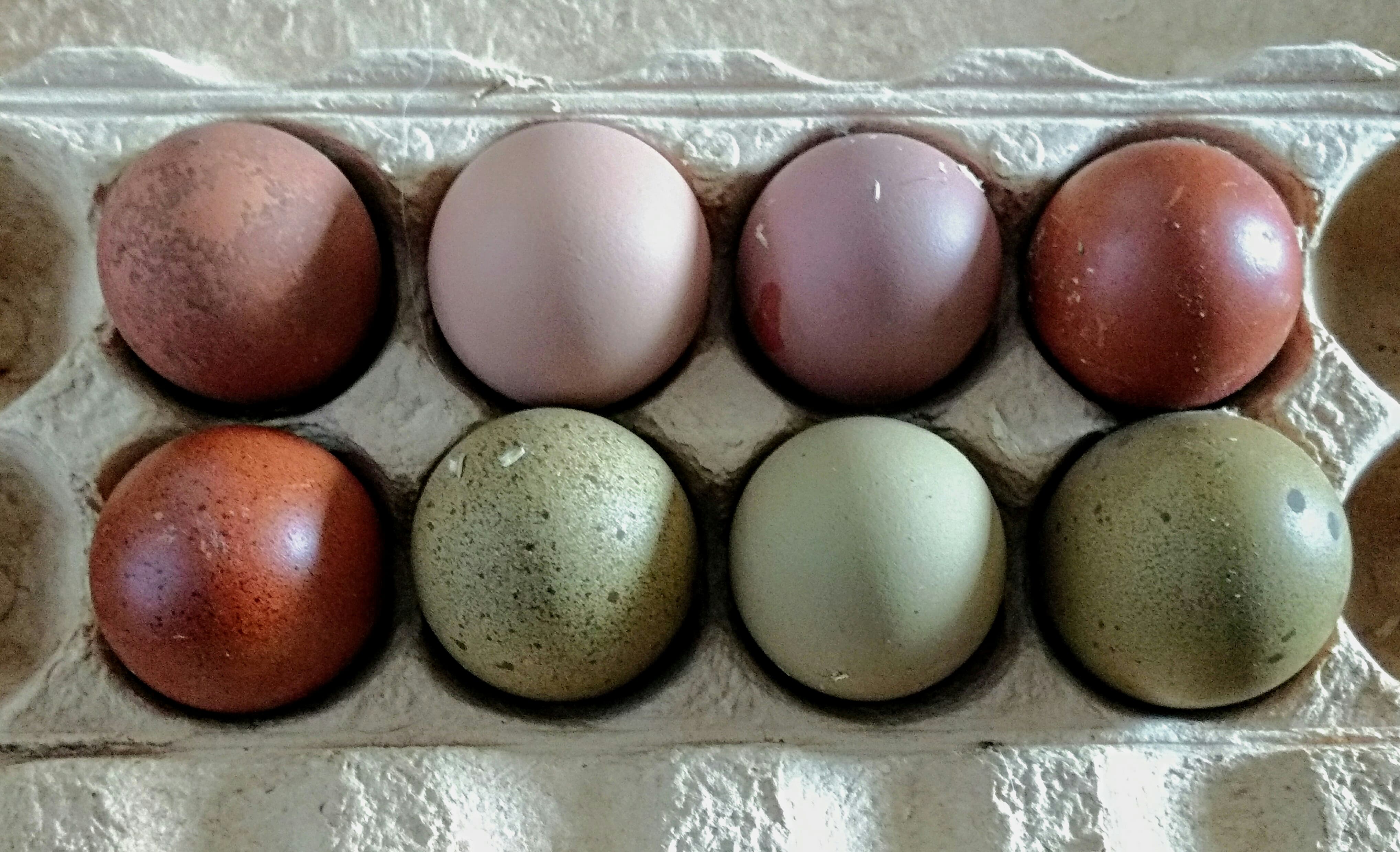 Olive Egger eggs ( 1st3rd generation eggs) Cackle Hatchery