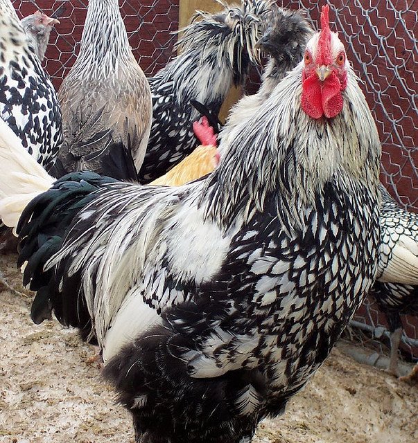 Silver Cochin Standard Chickens for Sale | Cackle Hatchery