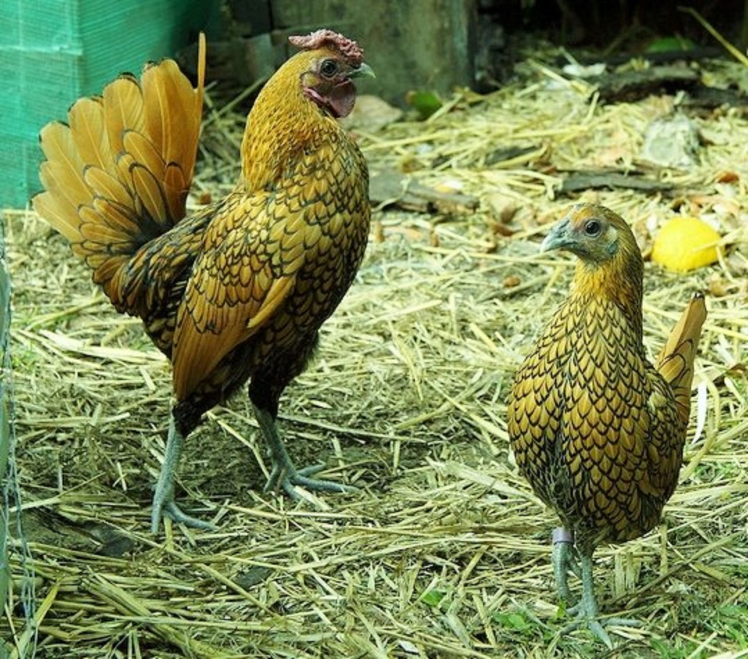 Golden Sebright Bantams Bantam Chicks Cackle Hatchery